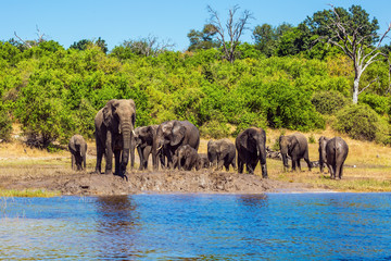 Naklejka na ściany i meble African elephants in shallow water