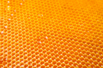Honeycombs with sweet golden honey on whole background, close up
