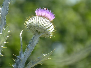 Distel im Saarland