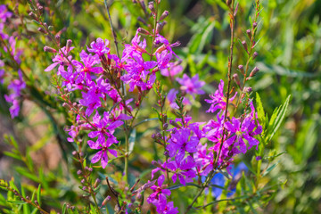 Chamaenerion angustifolium with purple flowers. Fireweed plant, medical tea. Chamaenerion angustifolium purple flowers. Chamaenerion closeup.