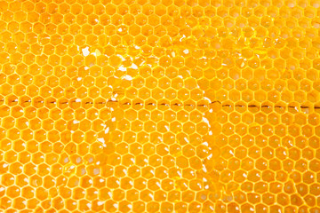 Honeycombs with sweet golden honey on whole background, close up