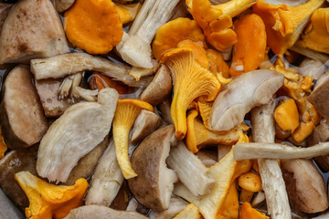 Chanterelles and other edible and tasty mushrooms in a pan. Close-up.