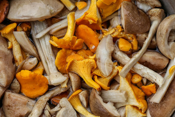 Chanterelles and other edible and tasty mushrooms in a pan. Close-up.