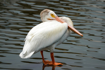 American Pelican Portrait