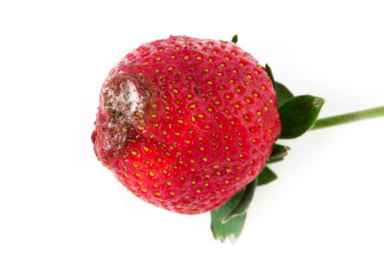 Rotten strawberry isolated on white background.