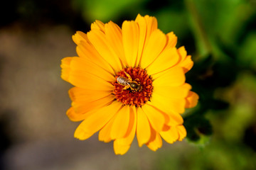 A bee pollinating a Calendula flower
