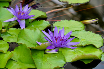 Blue waterlily in a pond