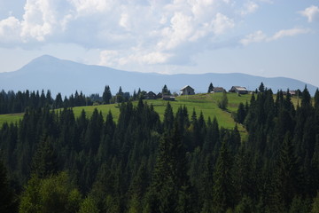 Beautiful pine trees on background high mountains. Carpathians