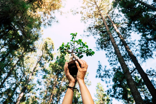Environment and save the planet growing a tree concept with pair of human people hands showing up a little tree with natural forest around - earth's day celebration for future