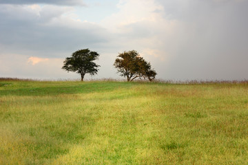 Two Trees on Hill in Colorful Green Field