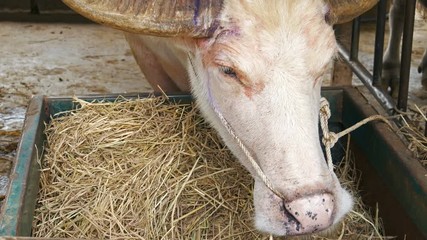 Video 4k of albino water buffalo resting at farm