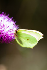 Papillon jaune butine chardon