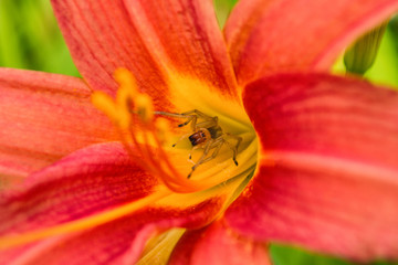 Spider Cheiracanthium sitting in the flower red and yellow daylilie. Cheiracanthium in ambush....