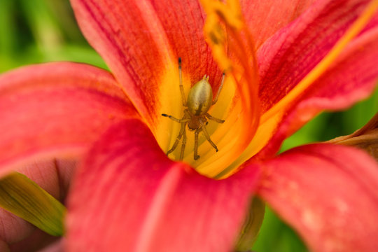 Spider Cheiracanthium sitting in the flower red and yellow daylilie. Cheiracanthium in ambush. Spider close-up.