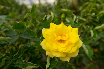 Rosa hemisphaerica, yellow rose in the farm.