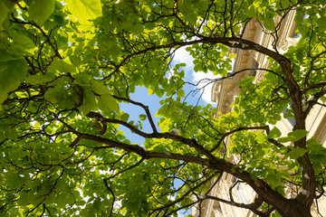 A l'ombre d'un catalpa