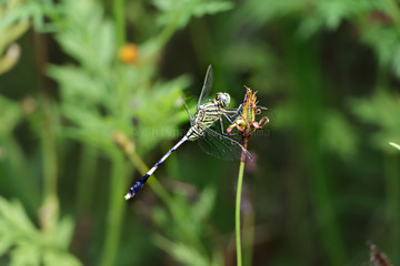 dragonfly on leaf