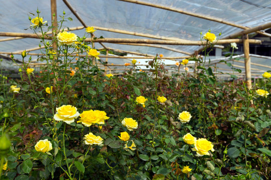 Rosa hemisphaerica, yellow rose in the farm.