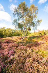 Green trees with blue sky in the backgound and pink red violet heather as foreground
