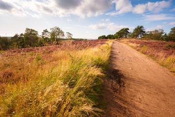 Green trees with blue sky in the backgound and pink red violet heather as foreground