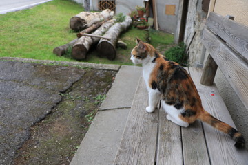 close up of a orange, gray, black and white cat with green eyes on a blurry background. portrait of cats