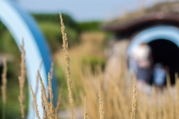 Źdźbło trawy © Rafal Lechowicz