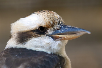 The laughing kookaburra (Dacelo novaeguineae) portrait with brown background.