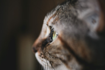 Beautiful cat portrait. Close up view of cat eye.  