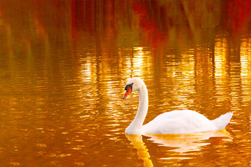 Single swan on the lake surface in sunset light