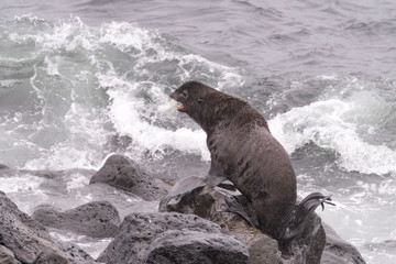 Fur Seals on Pribilof / Saint Paul Island Alaska