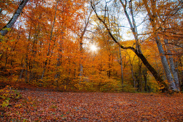 color leaves in the beautiful autumn forest