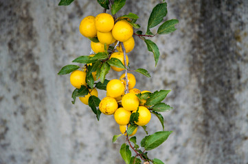a branch of yellow ripe plum on a gray background