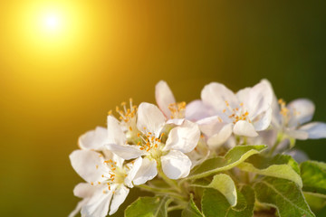 Blossoming apple garden at sunset in spring . Copy space