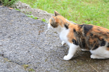 close up of a orange, gray, black and white cat with green eyes on a blurry background. portrait of cats