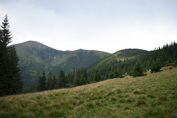 Fototapeta na wymiar View while climbing Mount Hoverla. View of the mountain, forests and clouds. Ukrainian Carpathians.