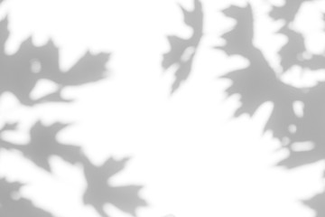 Overlay effect for photo. Gray shadow of the maple tree leaves on a white wall. Abstract neutral...