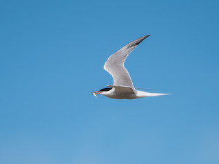 Common Tern with  fish in flight against blue sky