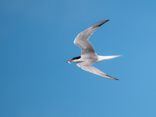 Common Tern with  fish in flight against blue sky