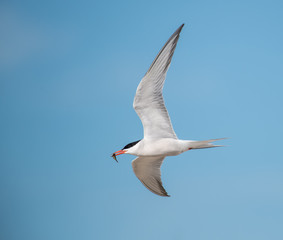 Common Tern with  fish in flight against blue sky