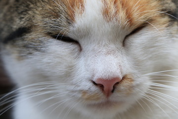 close up of a orange, gray, black and white cat with green eyes sleeping sleepy. portrait of cats