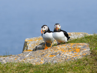 Two Atlantic Puffins Standing on Cliff's Rock 
