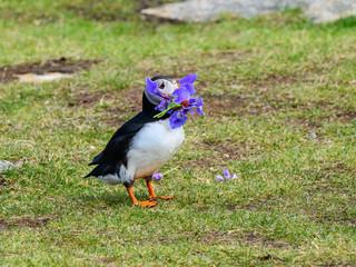 Atlantic Puffin Standing on Grass and Holding Wild Iris in its Beak