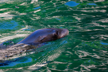 Obraz premium Seelöwe