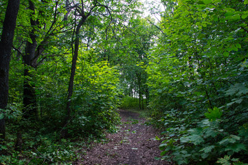 path in the forest