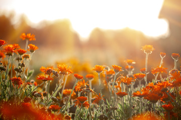 Natural summer background orange field flowers in the morning sun rays with soft blurred focus - Powered by Adobe