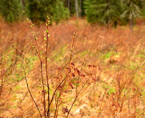 The willows Buds Bloom, the leaves of the willow willow Branch Green Summer Brown Beautiful closeup outdoors close-up