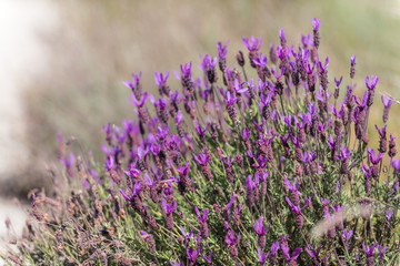 Obraz premium Flowering lavender plant near Garrovillas de Alconetar