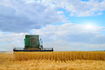 The harvester works in a wheat field. Harvesting ripe wheat