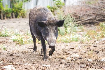 Black wild boar in the wild runs fast ahead_