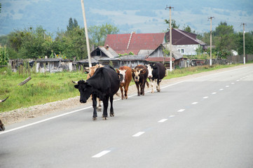 cattle in the village